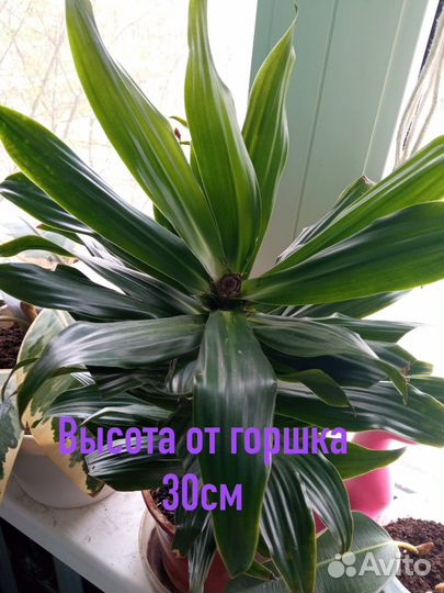 Домашние растения