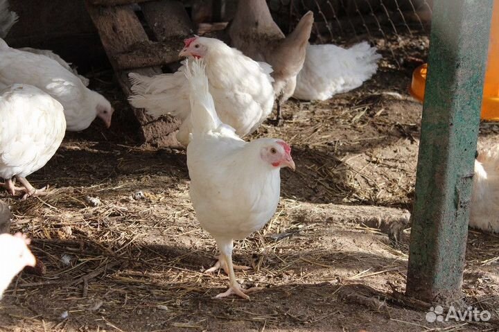 Куры несушки