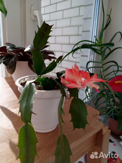 Зигокактус