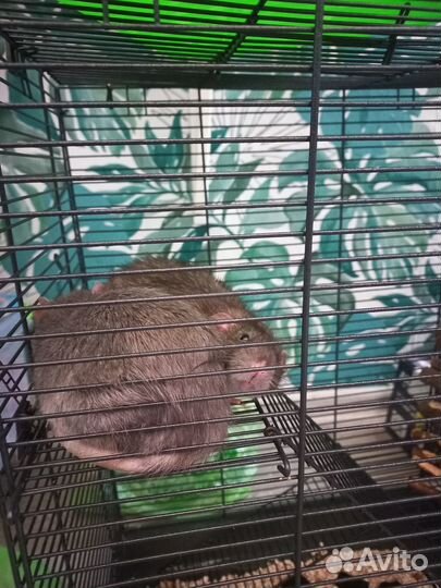 Крыски с клеткой