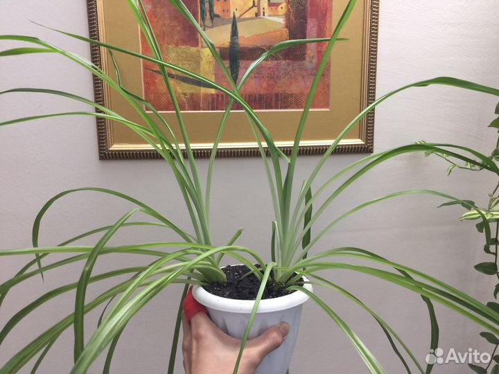 Комнатные растения