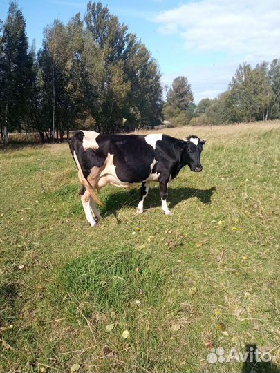Корова тëлки бычок