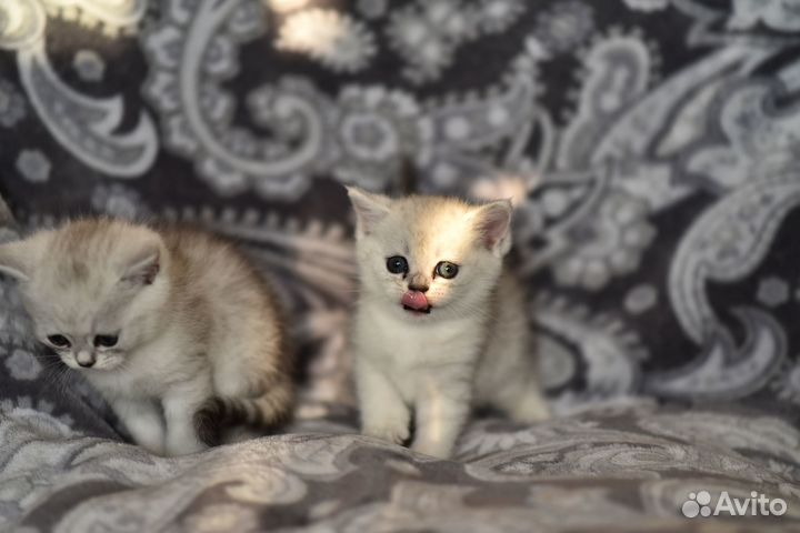 Шотландские котята