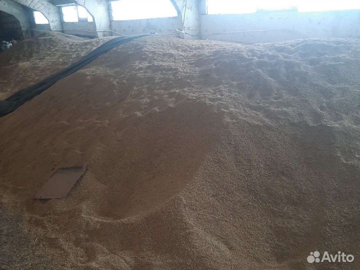 Горох, Овёс, ячмень, пшеница 2023