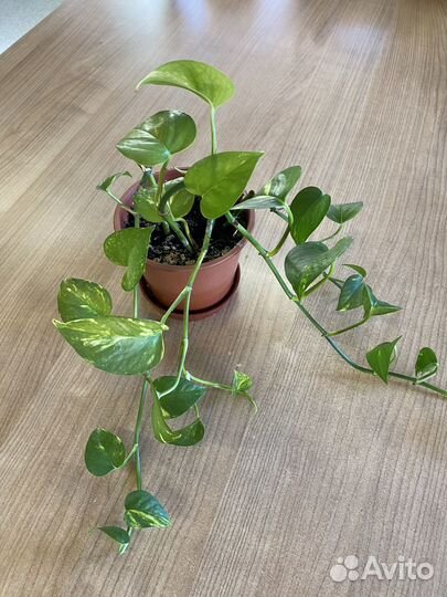 Сциндапсус золотистый