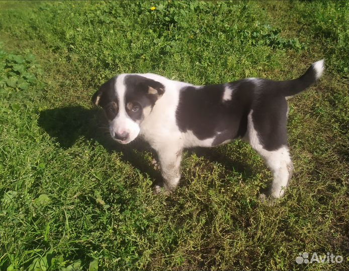 Продаётся щенок породы Алабай (девочка )