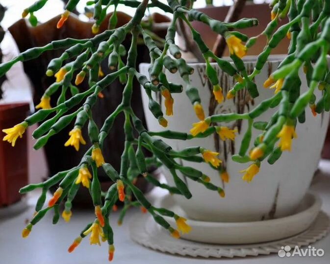 Хатиора суккулент