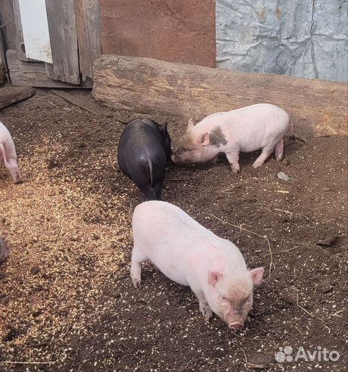 Вьетнамские вислобрюхие поросята