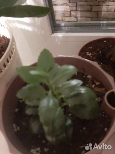 Продам цветы комнатные