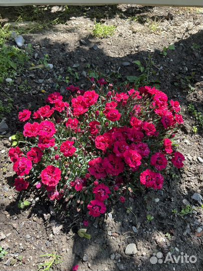 Цветыразые