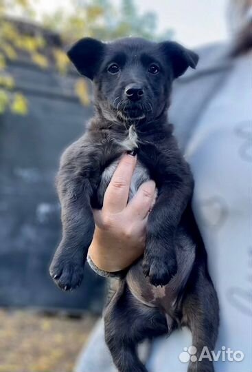 Красивые щенки