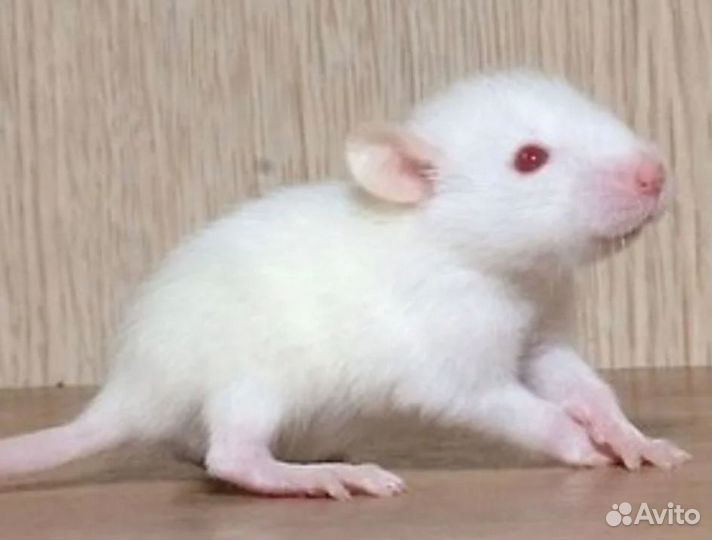 Декоративные крысята Дамбо