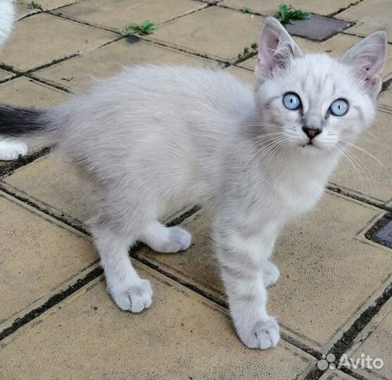 Котенок Охос Азулес