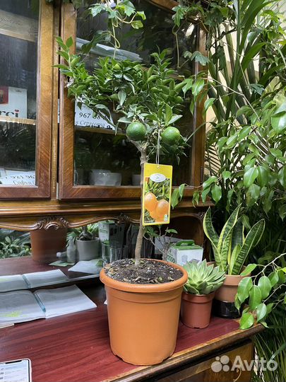 Чинотто мандарин