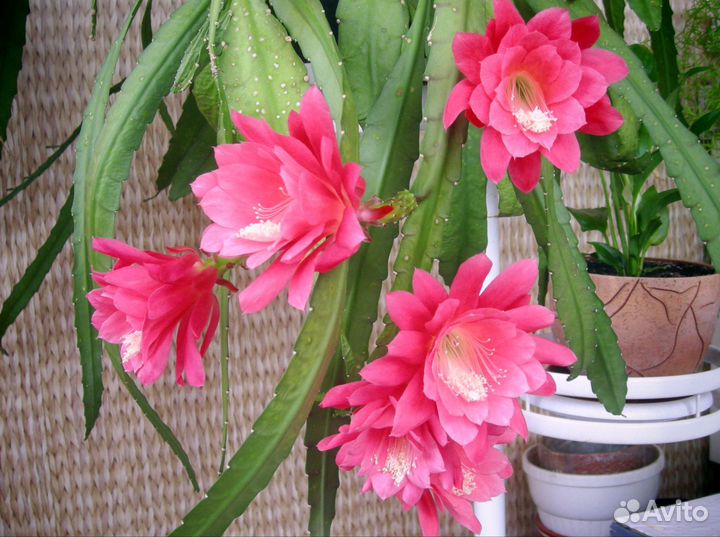 Кактус Эпифиллум, гимнокалициум Хорста