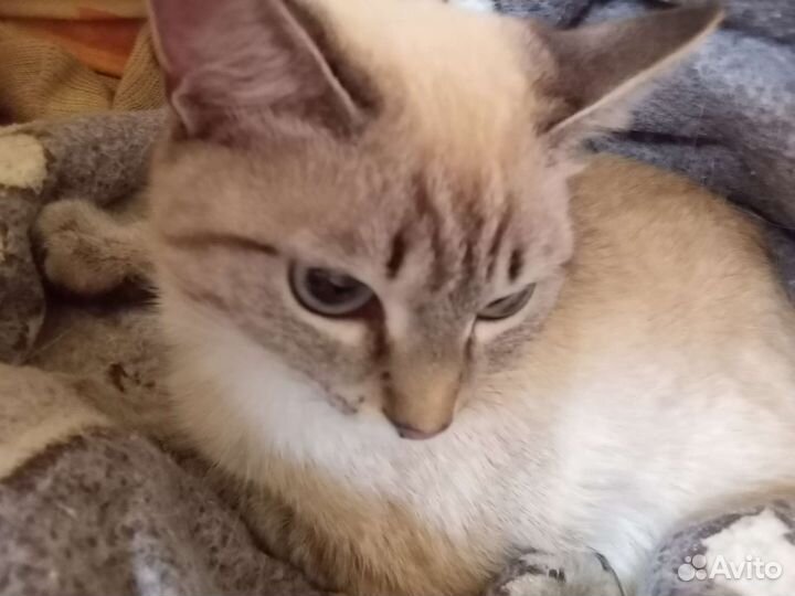 Кошка в дар
