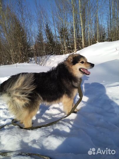 Собака в добрые руки отдам бесплатно