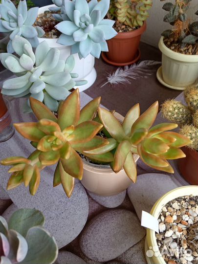 Комнатные растения,суккуленты