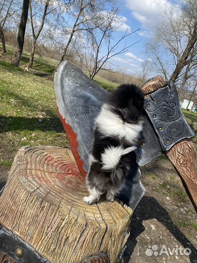 Собаки щенк