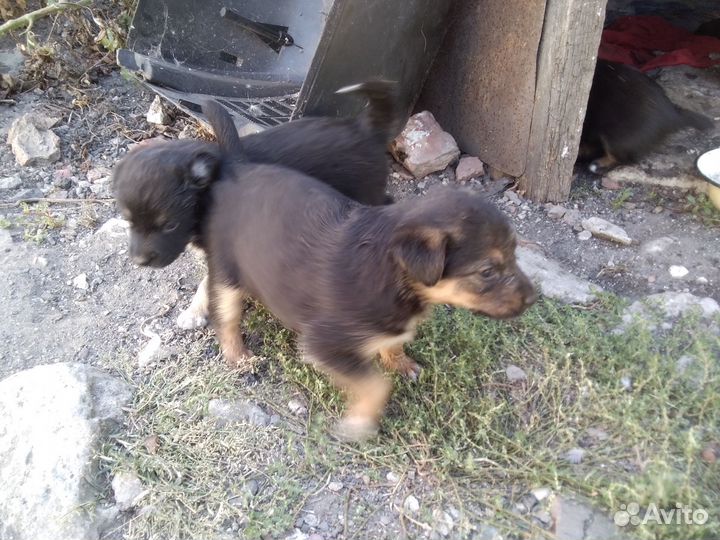 Щеночки дворянской породы