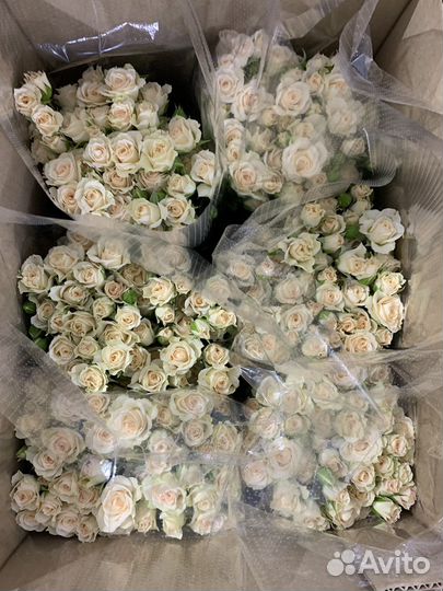 Кустовые розы и другие цветы оптом