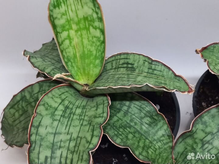 Сансевиерия стар грин гранит