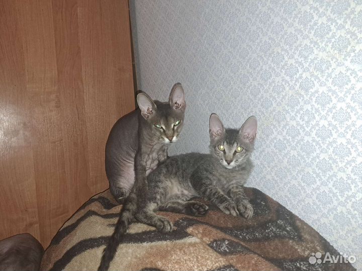 Донской сфинкс котята