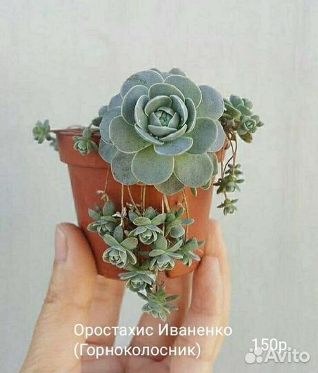 Гастерия,Оростахис иваренго