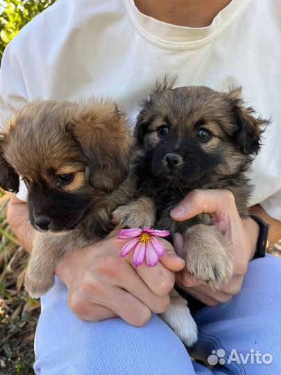 Щенки в добрые руки