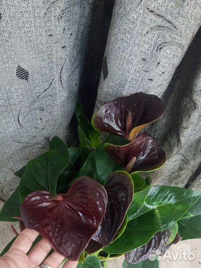 Антуриум Эссенция
