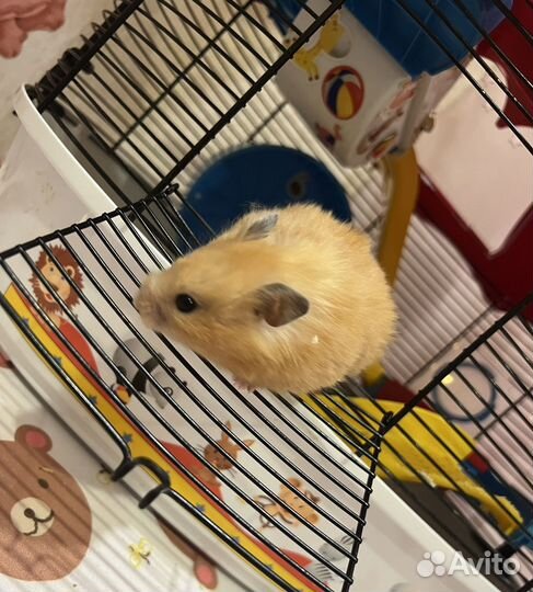 Сирийский хомяк, клетка circus