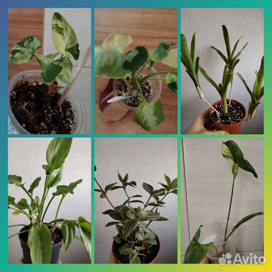 Комнатные домашние разные - 7