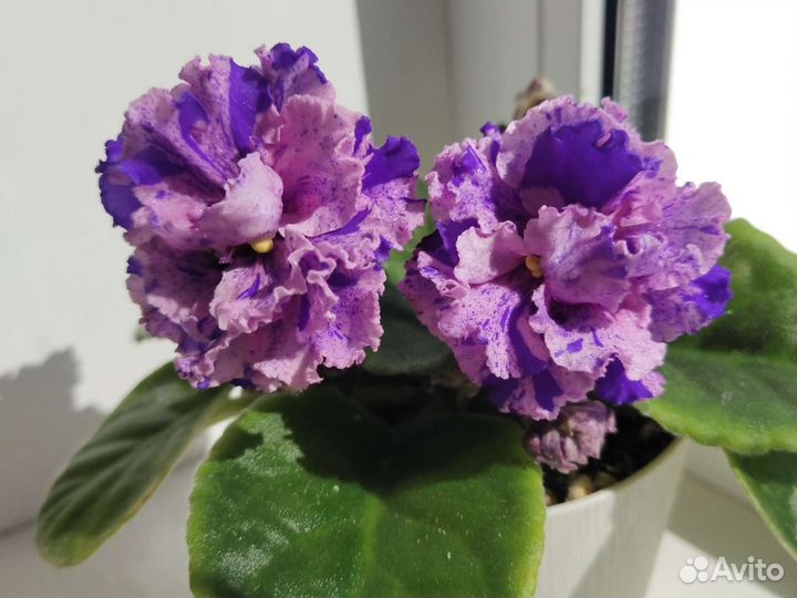 Фиалки листики, детки, взрослые