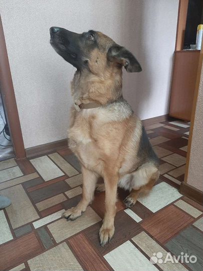 Гостиница для животных, выгул, передержка