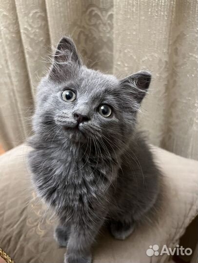 Британский котёнок