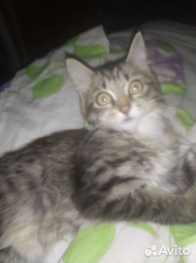 Котята ищут дом