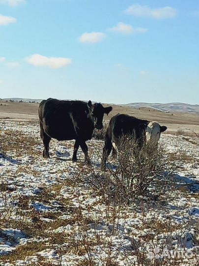 Продам Быков