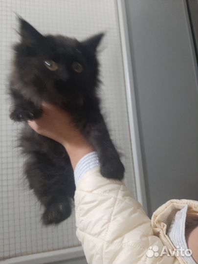 Черный котенок