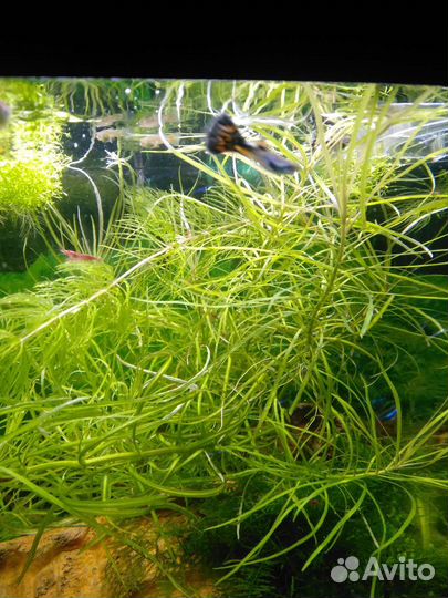 Аквариумные растения