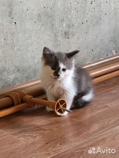 Котик в дар