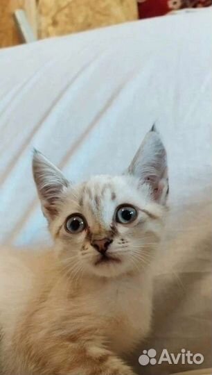 Кошечка с сво
