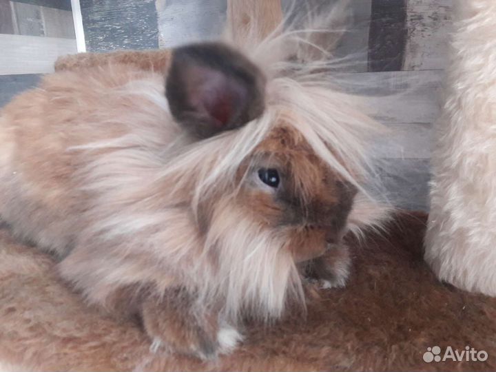 Декоративные кролики