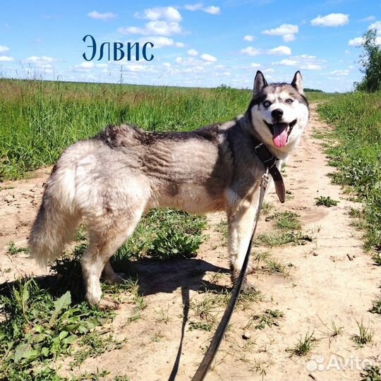 Хаски, лайки в поисках хозяев