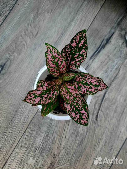 Комнатные цветы.Гипоэстес, Антуриум, Спатифиллум