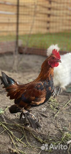 Бениамка петушки