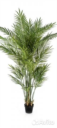 Пальма арека