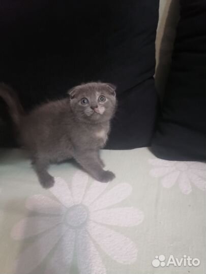 Котята в дар