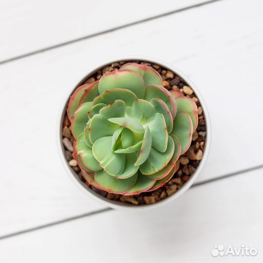 Суккулент эчеверия Пич Прайд (Peach Pride)