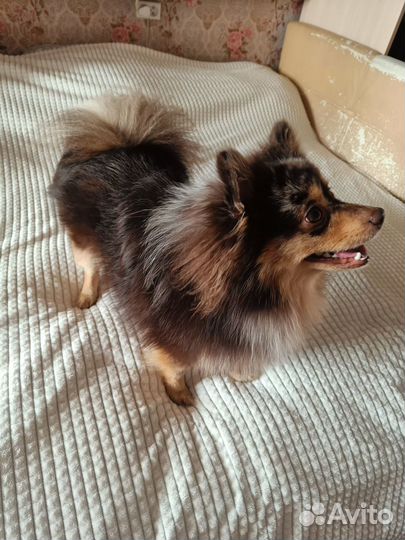 Померанский шпиц вязка кобель