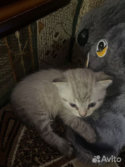 Котята в добрые руки мальчики